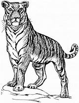Tiger Drawing Bengal Line Easy Getdrawings Coloring sketch template