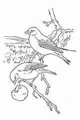 Birds Coloring Kids Fun Votes Vogel Popular sketch template