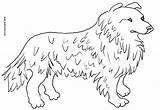 Collie Coloring Pages Dog Designlooter Choose Board 427px 91kb Kids sketch template
