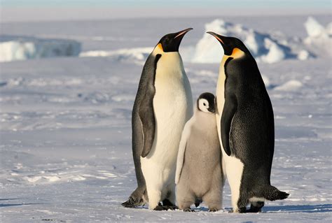 penguins emperor penguin wallpapers hd desktop  mobile backgrounds