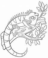 Iguana Rama Leguan Tree Reptil Skizze Páginas Sienta árbol Colorante Linda Baumast Netter Sitzt Illustrationen sketch template