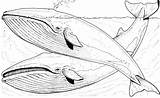 Ballenas Baleia Ballena Orca Blauwal Azules Whales Baleine Wale Blauwale Dos Desenhar Iceland Jorobadas Atividades Gris Stampare Coloriages Kategorien sketch template