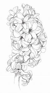 Flower Coloring Pages Flowers Hyacinth Printable Drawings Drawing Adults Botanical Flores Line 塗り絵 Sheets Para Book Adult Colorir Zen Colouring sketch template
