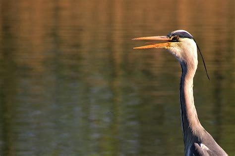 zunge rausstrecken gilt nicht foto bild tiere wildlife