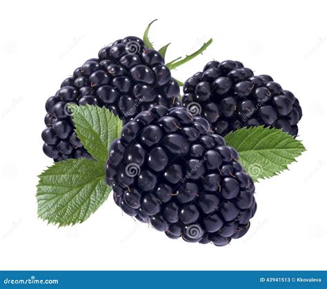 black raspberry isolated  white background stock photo image