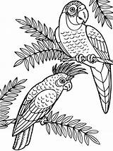 Papegaai Parrot Papagei Cockatoo Papegaaien Kaketoe Kakadu Ausmalbilder Malvorlage Persoonlijke Maak Papageien sketch template
