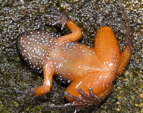 frog species discovered  biodiversity hotspot  india earthcom