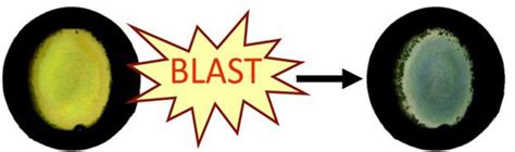 color changing blast badge detects exposure  explosive shock waves