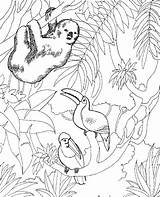 Dschungeltiere Jungle sketch template