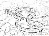 Coloring Pages Snake Garter Plains Drawing Printable sketch template