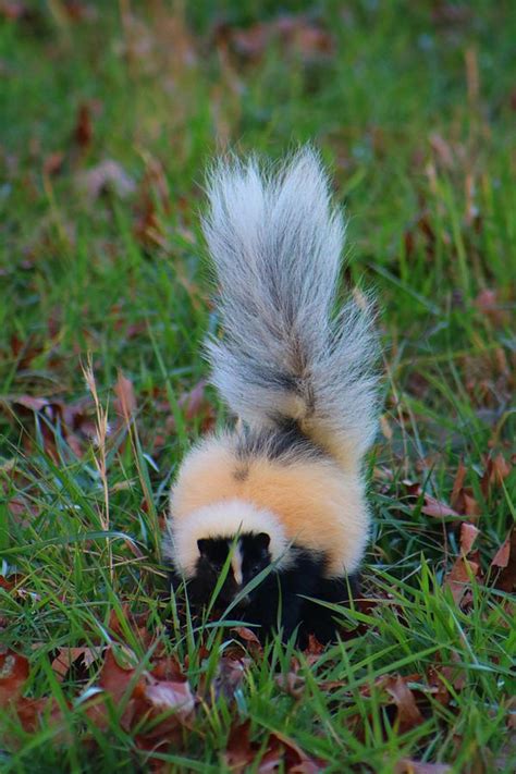 white skunk photograph  kathryn meyer