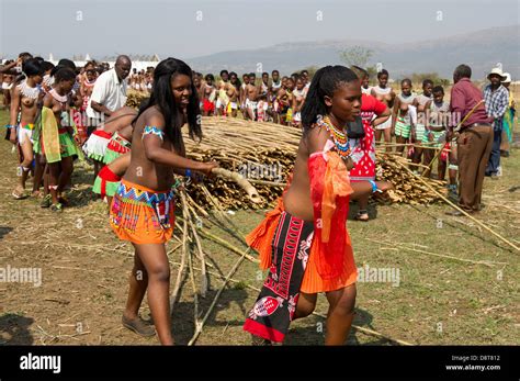 zulu jungfrauen liefern schilf stöcke an den könig zulu reed dance im