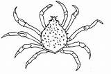 Spider Crab Coloring Designlooter 336px 69kb sketch template