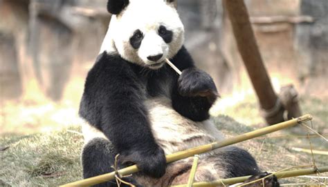 World S Oldest Captive Giant Panda Celebrates 38th Birthday