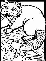 Raton Laveur Racoon Raccoon Imprimé sketch template