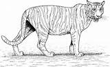 Tigre Ausmalbild Prowling Categorie sketch template