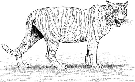 coloring pages  tiger png