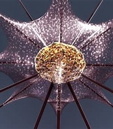 Afbeeldingsresultaten voor "acanthometra Bulbosa". Grootte: 162 x 185. Bron: www.turbosquid.com