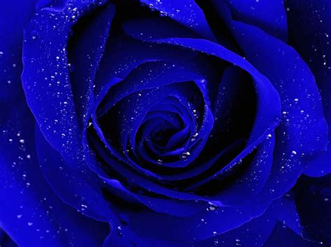 blue rose wallpaper images amp pictures becuo