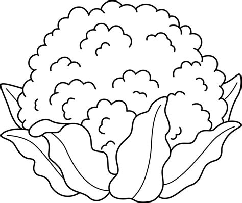 cauliflower vegetable isolated coloring page  vector art