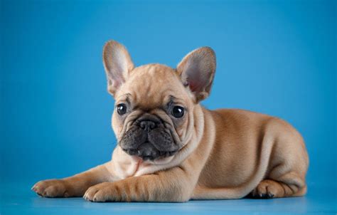 baby french bulldog wallpapers top  baby french bulldog backgrounds wallpaperaccess