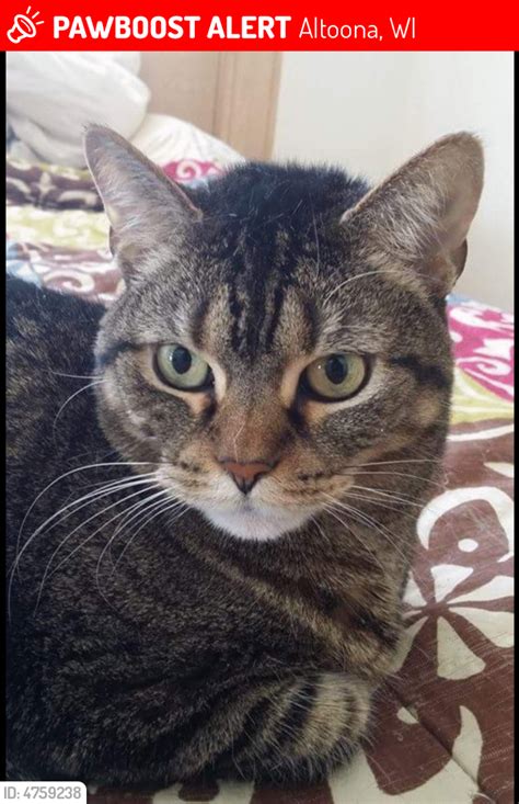 lost female cat in altoona wi 54720 named clarice id 4759238 pawboost