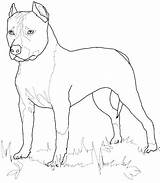 Coloring Terrier Pages Staffordshire American Printable Boston Lab Dog Supercoloring Yellow Drawing Bull Print Drawings Getcolorings Pitbull Terriers Color Popular sketch template