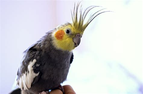 cockatiel  molting    psittacology