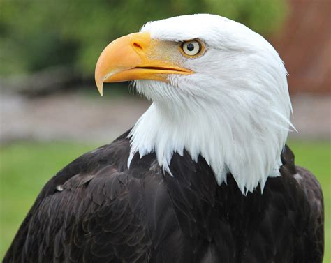 american bald eagles face  challenge post population rebound
