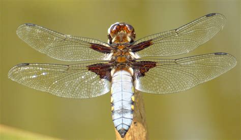 broad bodied chaser british dragonfly society