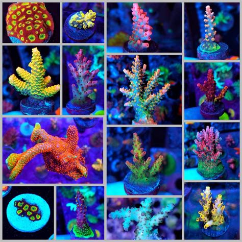 pin by on saltwater and reef aquarium corals coral aquarium reef aquarium sps