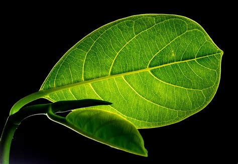 green leaf close  photography  stock photo