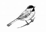 Bird Tit Coloring Pages Large sketch template
