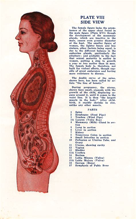 Amazing Vintage Anatomical Charts Of The Male And Female