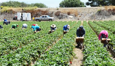 We Have To Get Serious About Protecting California Farmworkers During