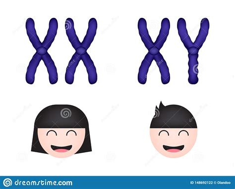 sex chromosome women and men stock illustration illustration of life