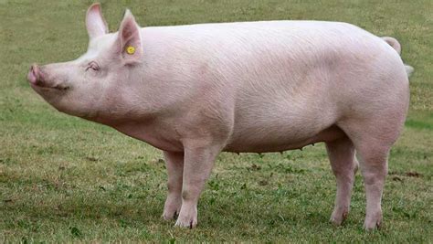 large white pig  breeds  dire straits charity warns farmers