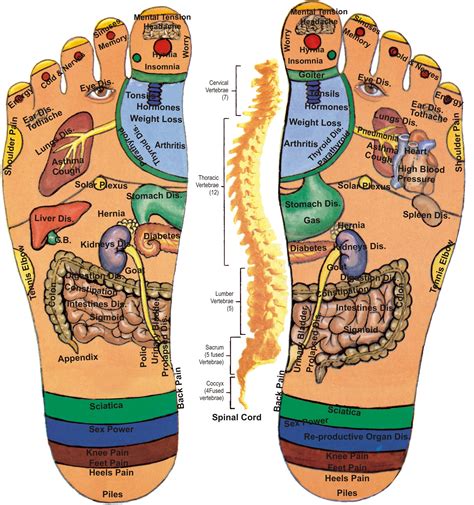 foot reflexology pressure points for common ailments
