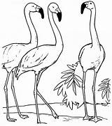 Flamingos Fenicottero Colorare Conversando Sheets Pintar Cliparts Ausmalbilder Ausmalbild Tudodesenhos Dormindo Fenicotteri Comofazeremcasa sketch template