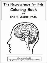 Coloring Science Brain Worksheets Kids Printable Pages Neuroscience Books Color Sheets Biology Lab Colouring Printables Book Human Learning Now Teaching sketch template