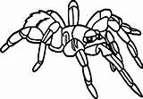 Rainforest Tarantula sketch template