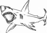 Squalo Megalodon Shark Squali Leuca Printmania Tiburones Stampabile Gratuito Adulti Pesci Kidsplaycolor источник sketch template
