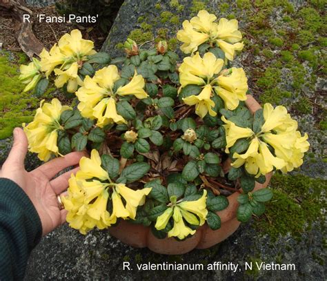 rhododendron valentinianum affvar oblongilobatum affspecies nova rsbg rhododendron