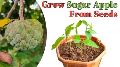 grow sugar apple custard apple  seeds youtube