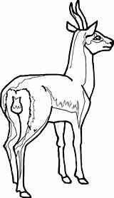 Antelope Coloring Gazelle Wecoloringpage sketch template