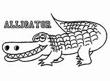 Alligator Coloring Pages Crocodile Drawing Printable Outline Alligators Cute Florida Gators Color Kids Print Gator Line Book Getdrawings Getcolorings Names sketch template
