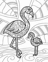 Flamencos Zendoodle Ausmalbilder Mandala Flamingos Macmillan Jeanette Cuddly Joeys sketch template