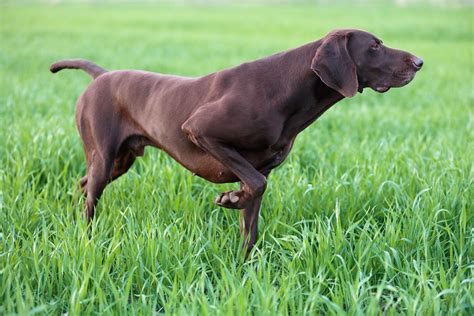 pointer dog breed characteristics care