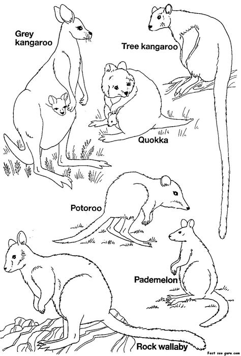 images  australian animals australia animals australian animals