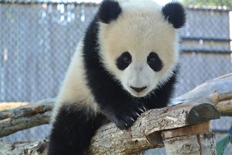 months  toronto zoo panda cubs starting   bamboo